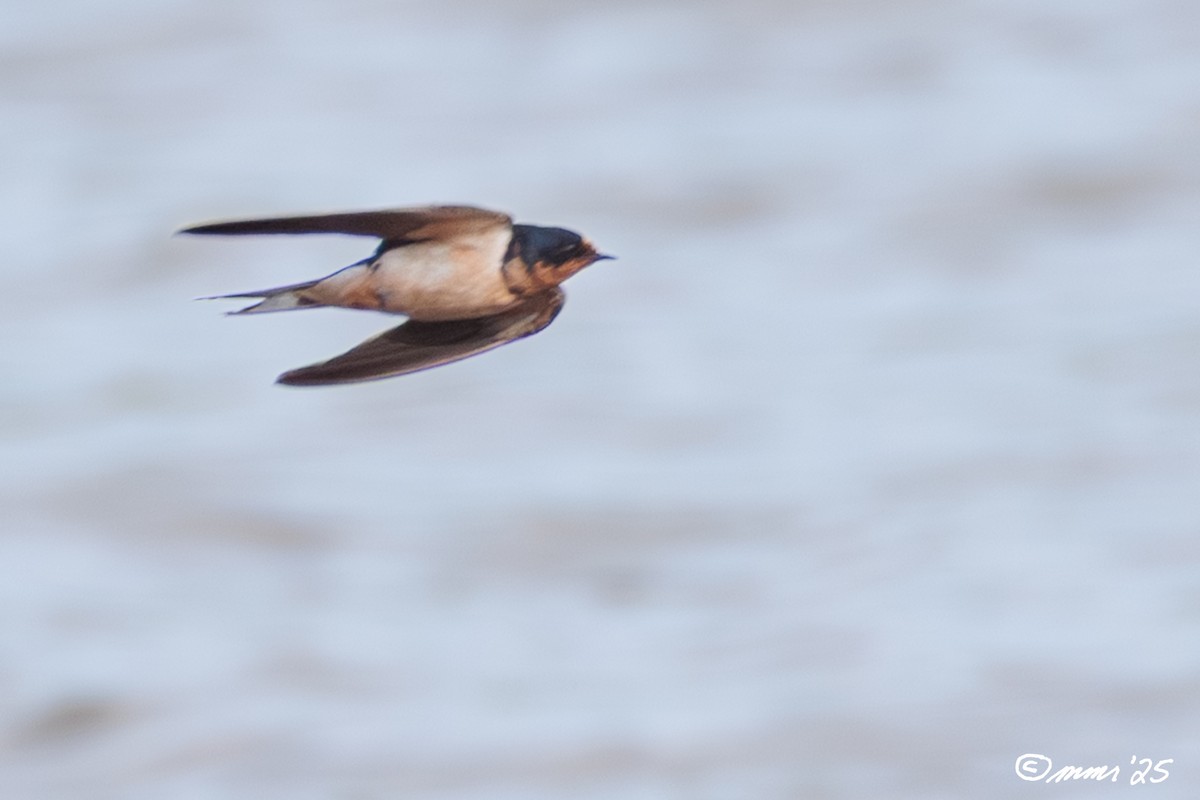 Barn Swallow - ML643592598