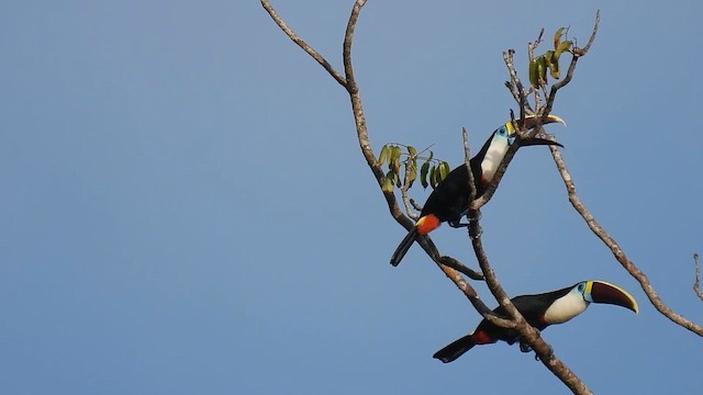 White-throated Toucan - ML643592599