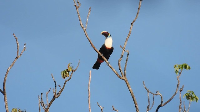 White-throated Toucan - ML643592600