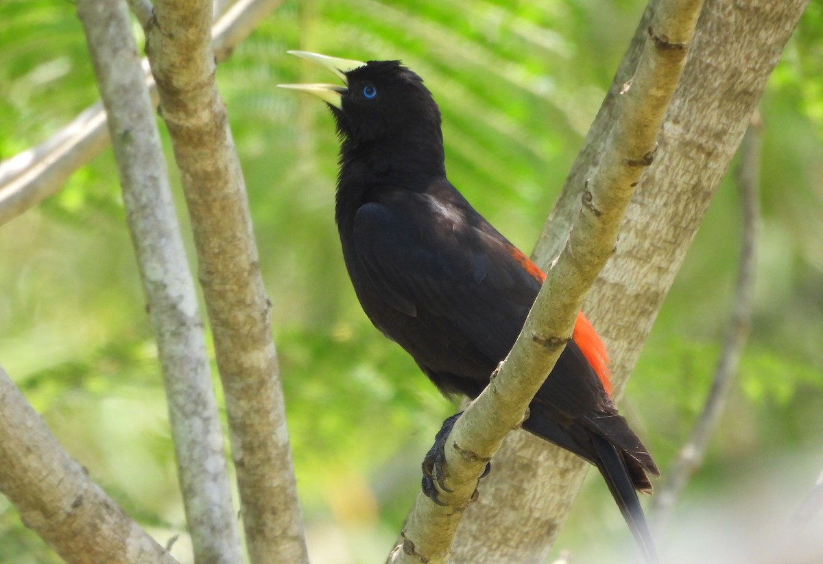 Red-rumped Cacique - ML643592601