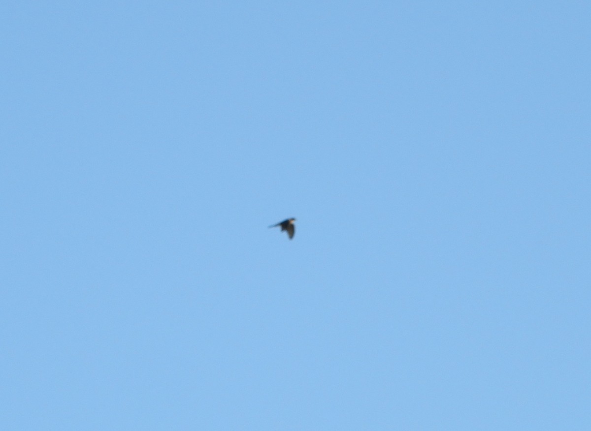 Cooper's Hawk - ML643592602