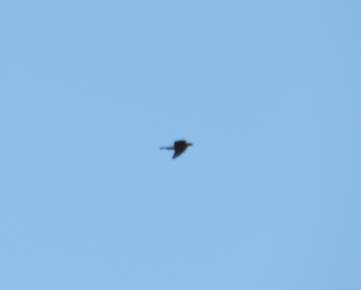 Cooper's Hawk - ML643592603
