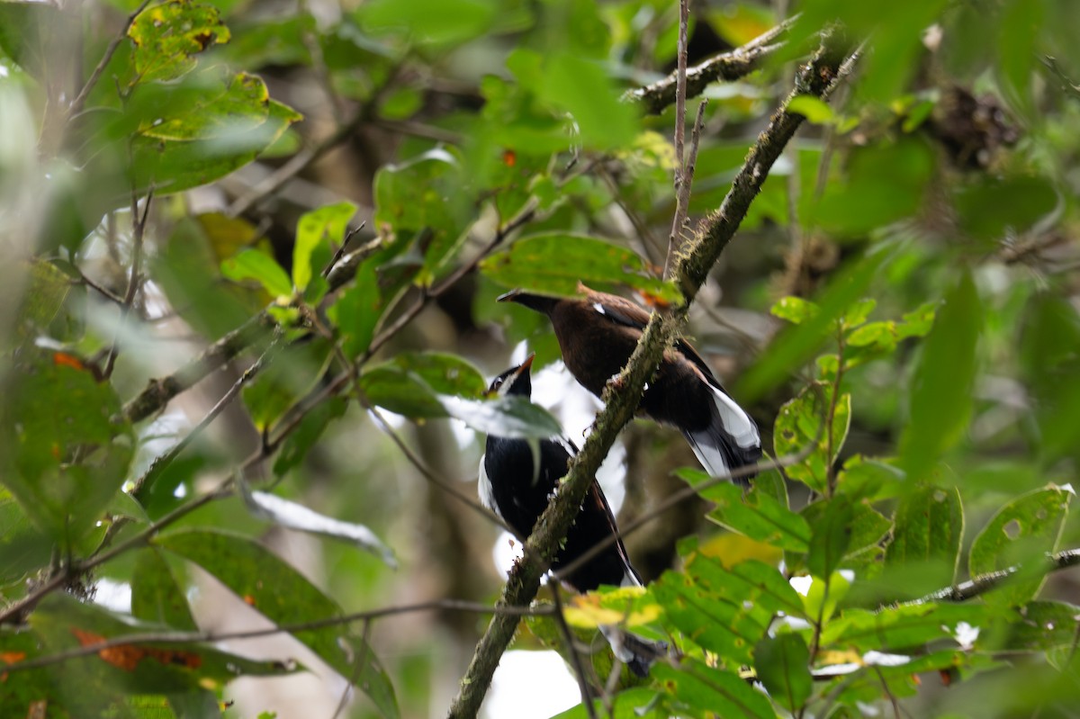 White-eared Solitaire - ML643592612