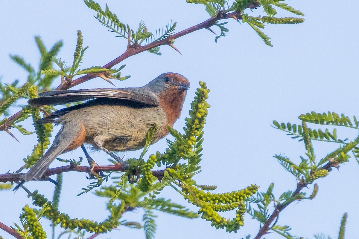 Tamarugo Conebill - ML643592613