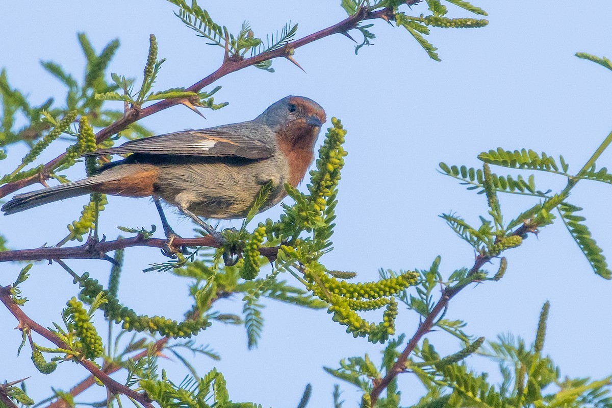Tamarugo Conebill - ML643592614