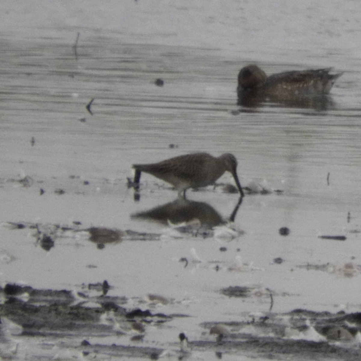 חרטומנית ארוכת-מקור - ML643592624