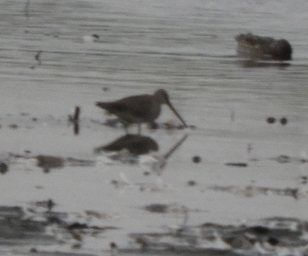 חרטומנית ארוכת-מקור - ML643592625