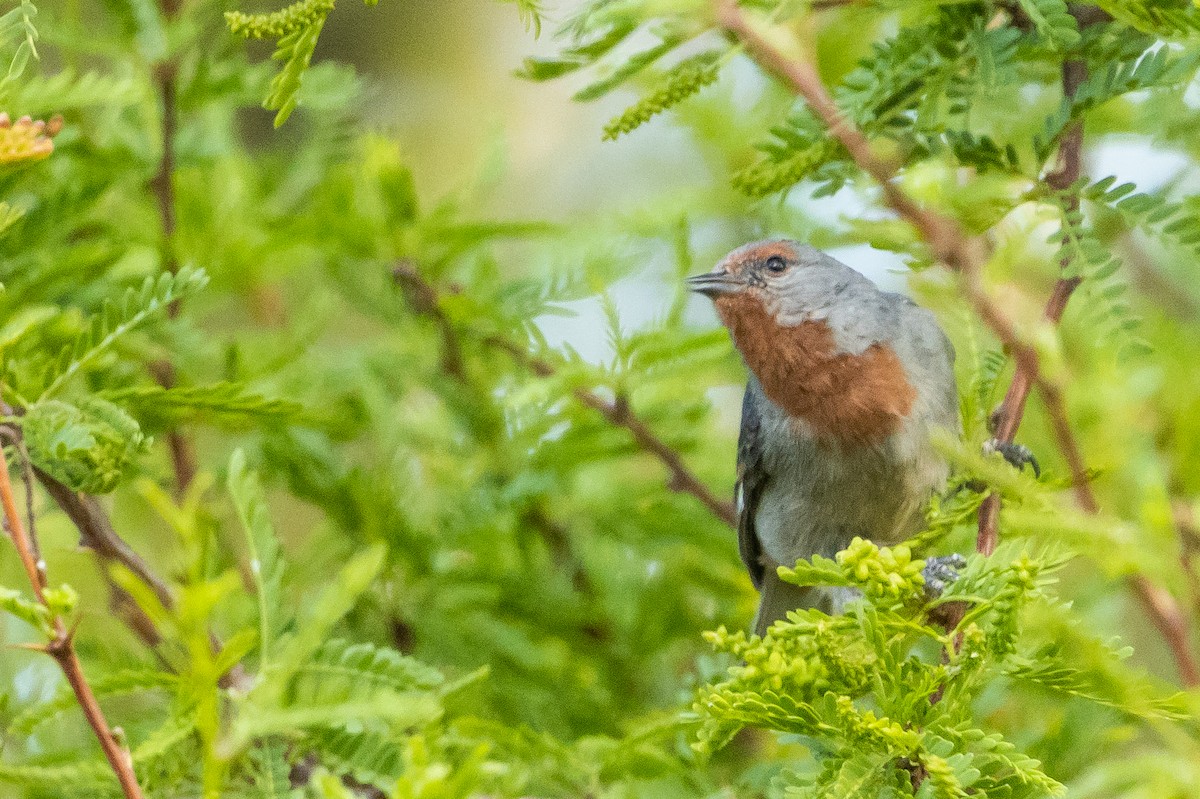 Tamarugo Conebill - ML643592630
