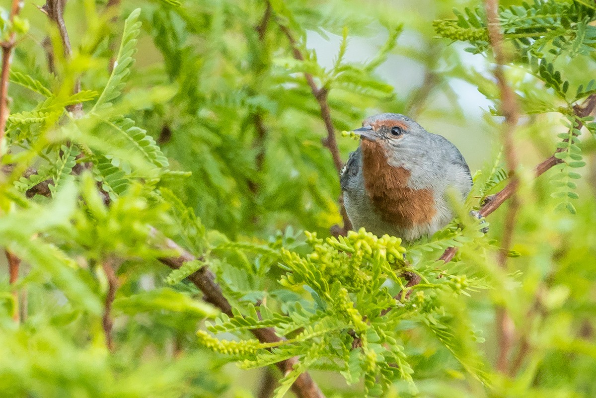 Tamarugo Conebill - ML643592631