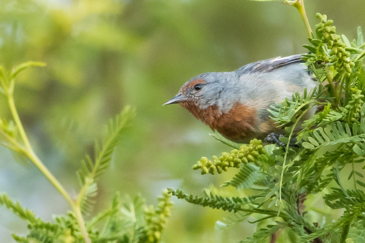 Tamarugo Conebill - ML643592644