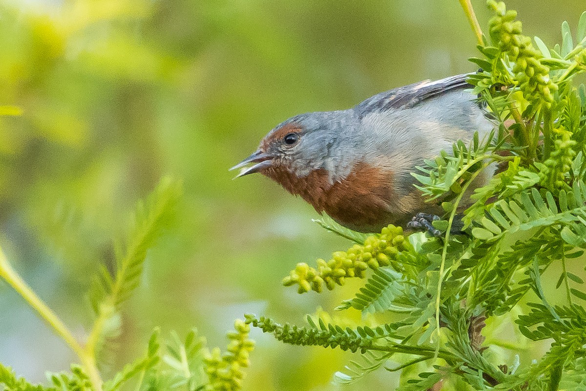 Tamarugo Conebill - ML643592646