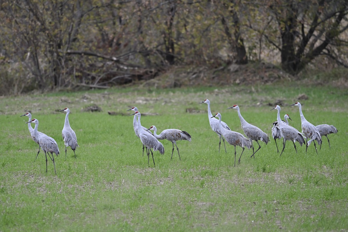 Sandhill Crane - ML643592653