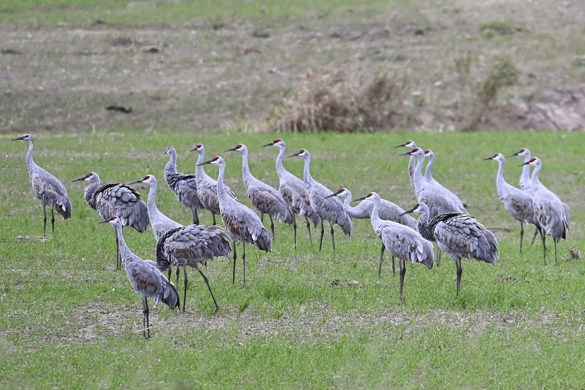 Sandhill Crane - ML643592654