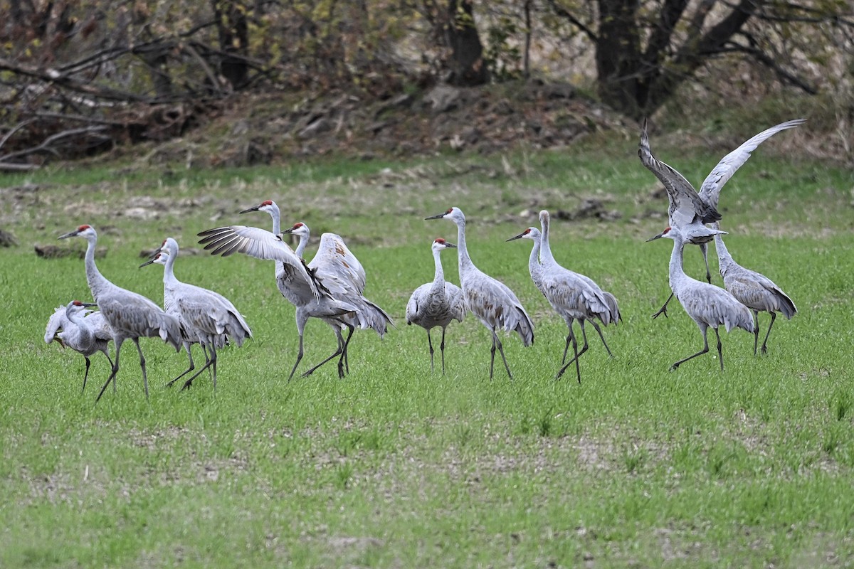 Sandhill Crane - ML643592655