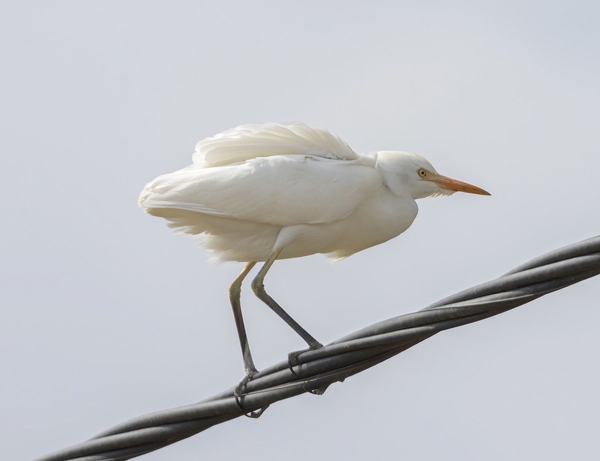 volavka rusohlavá - ML643592656