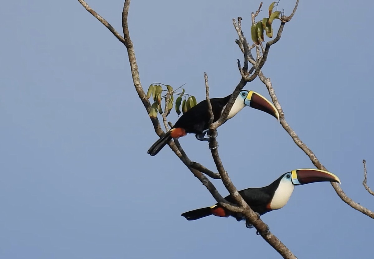 White-throated Toucan - ML643592659