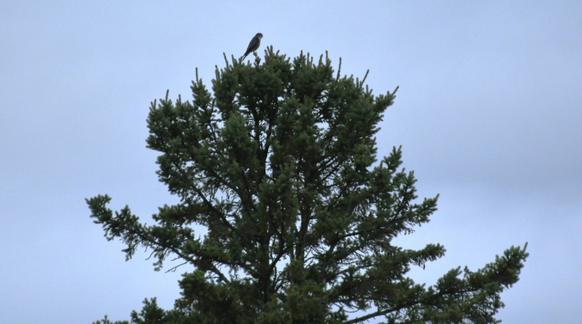 Merlin - ML643592668
