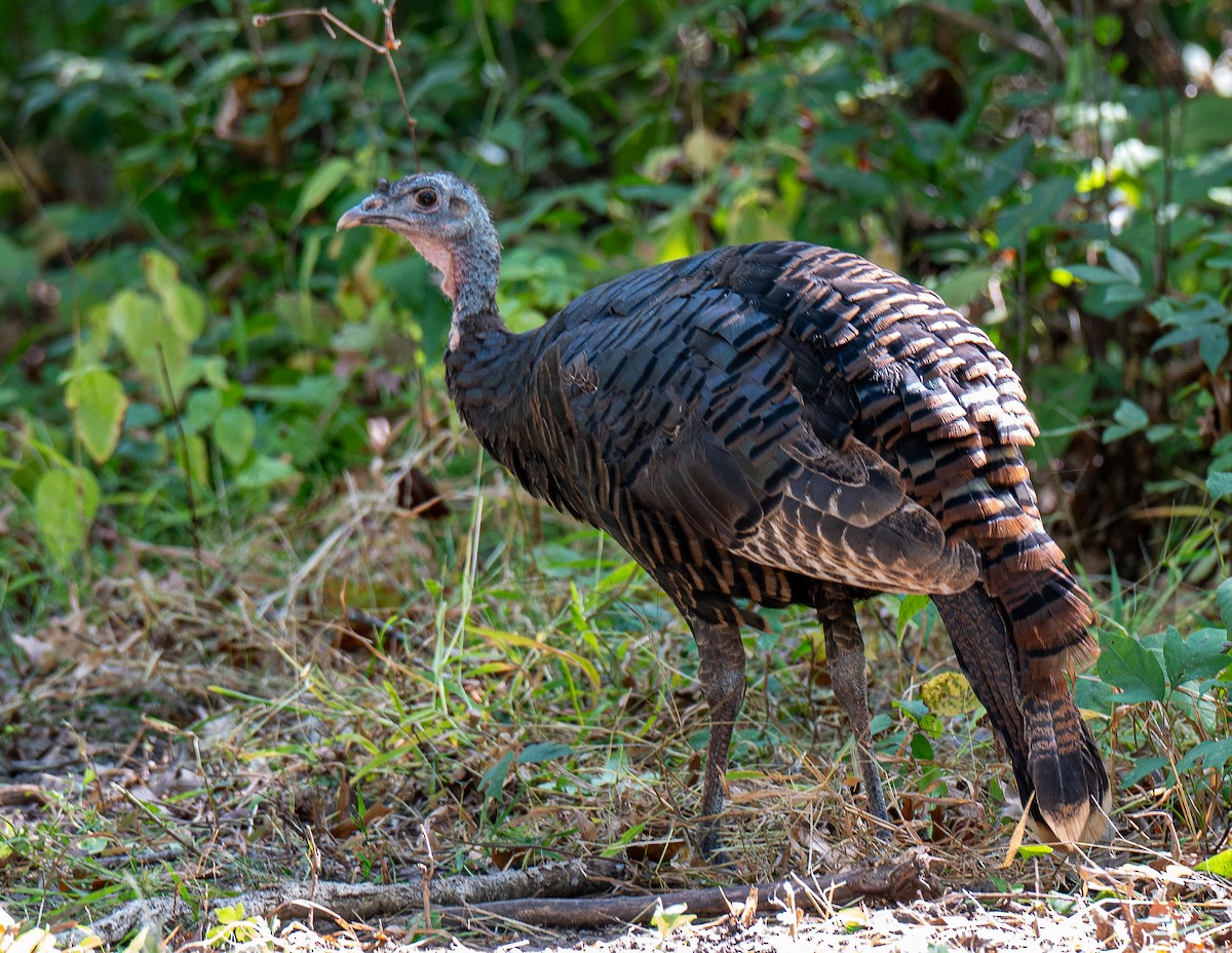 Wild Turkey - ML643592677