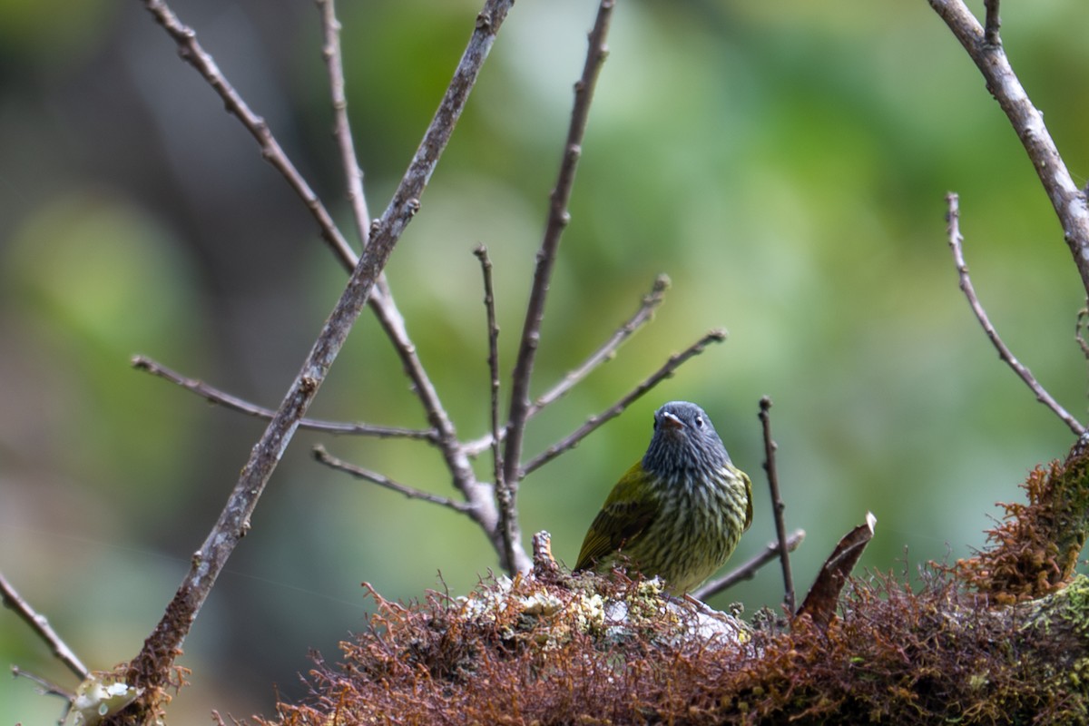 Streak-necked Flycatcher - ML643592679