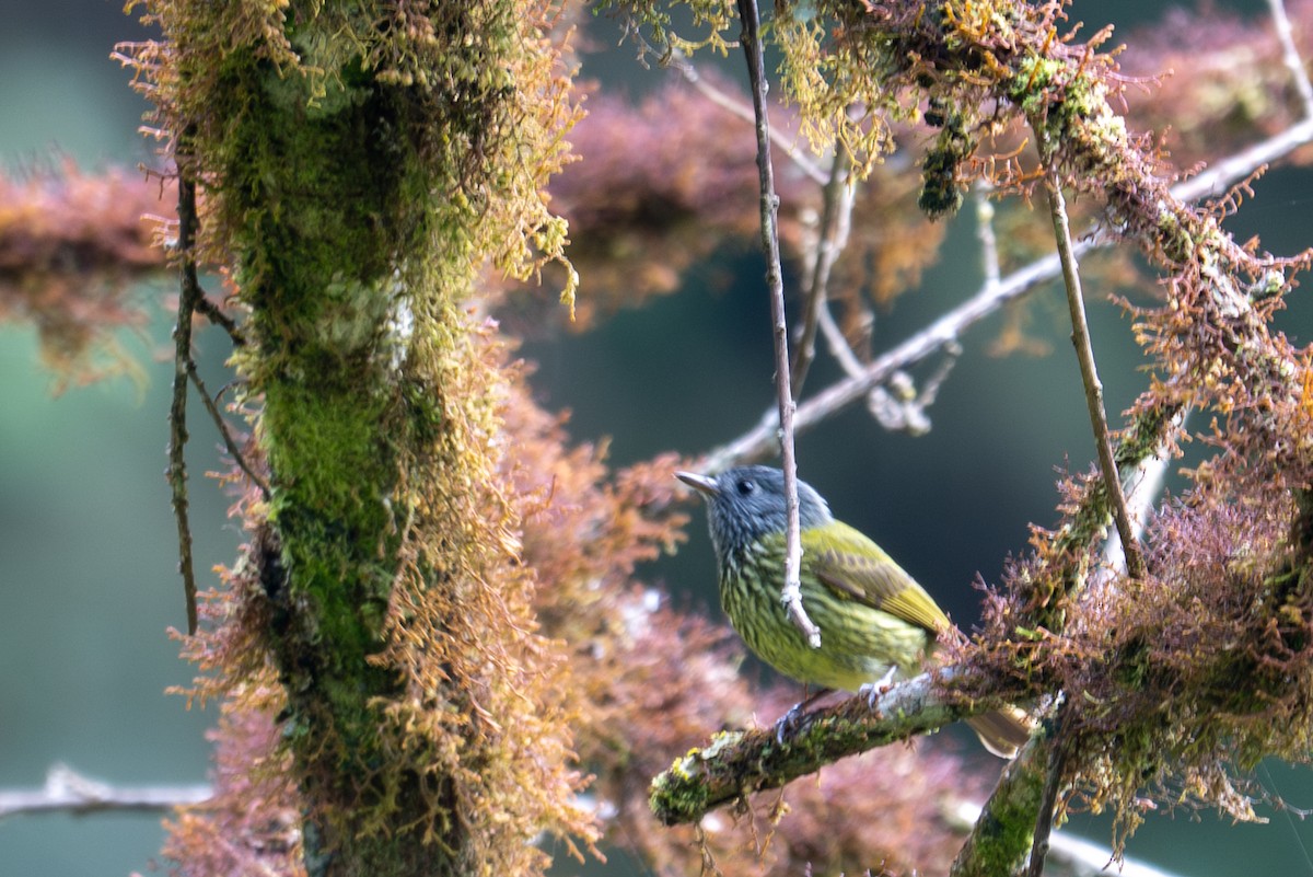 Streak-necked Flycatcher - ML643592680