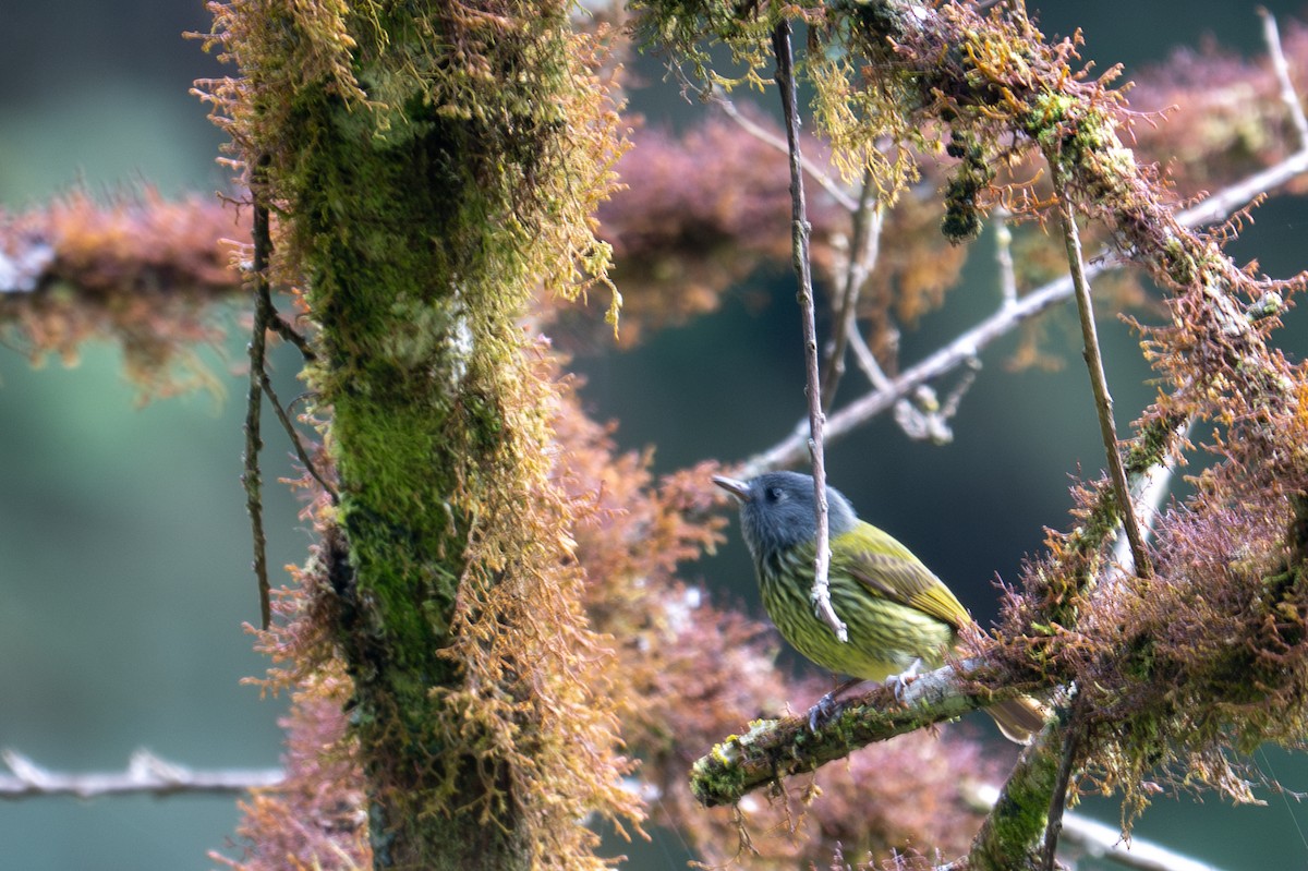 Streak-necked Flycatcher - ML643592681