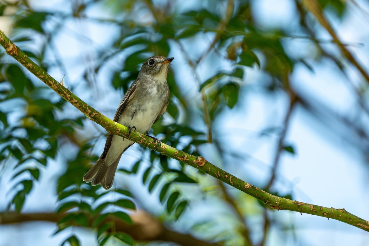 寬嘴鶲 - ML643592683