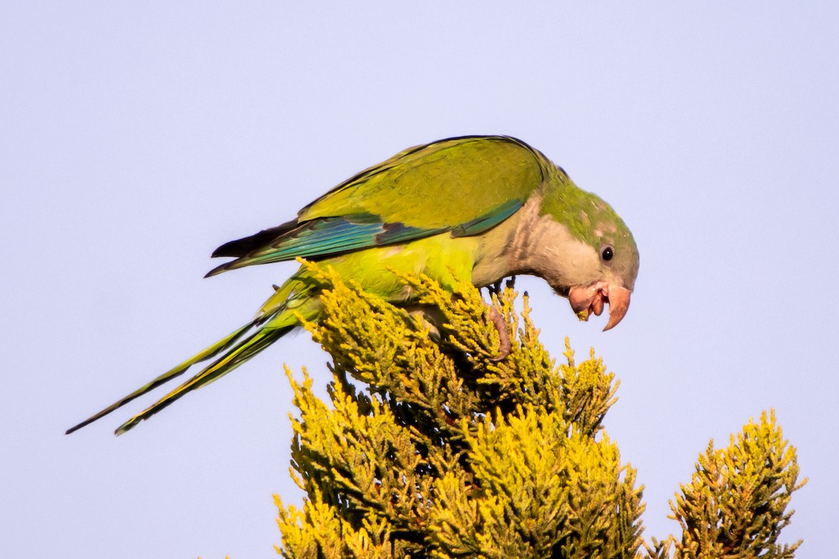 Monk Parakeet - ML643592687