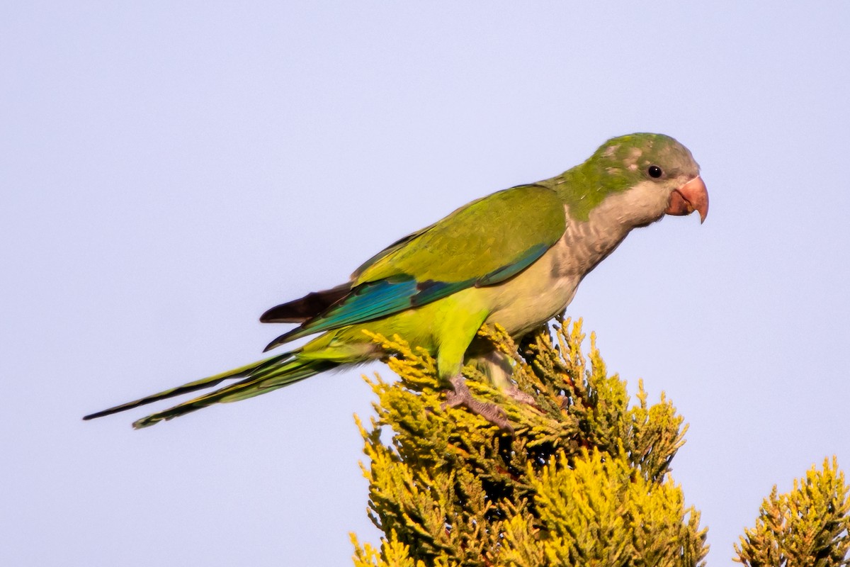 Monk Parakeet - ML643592688
