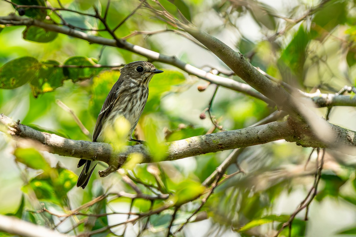 灰斑鶲 - ML643592689