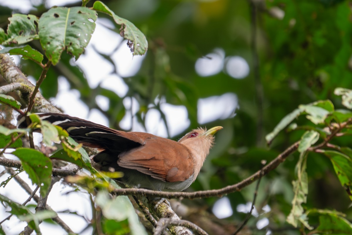 Common Squirrel-Cuckoo - ML643592691