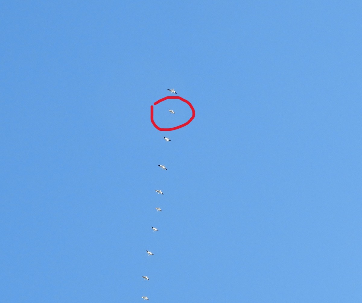 snøgås/eskimogås - ML643592692