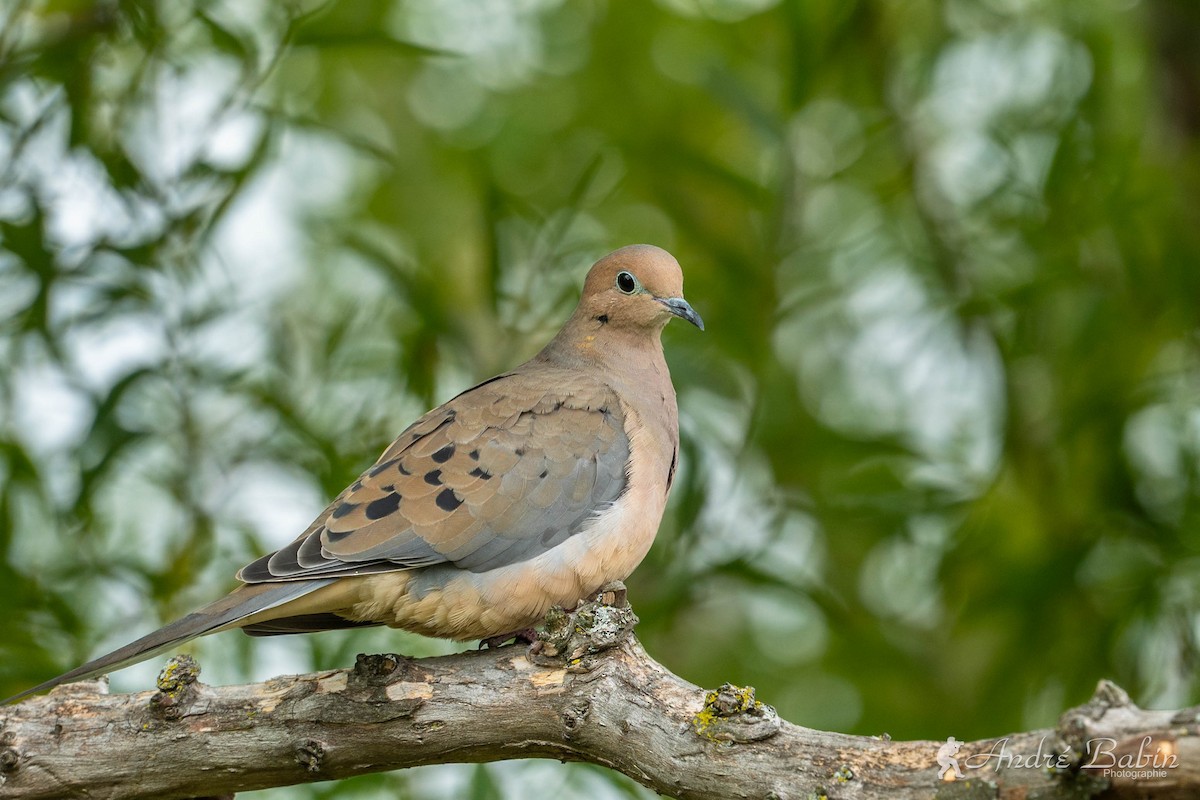 Mourning Dove - ML643592702