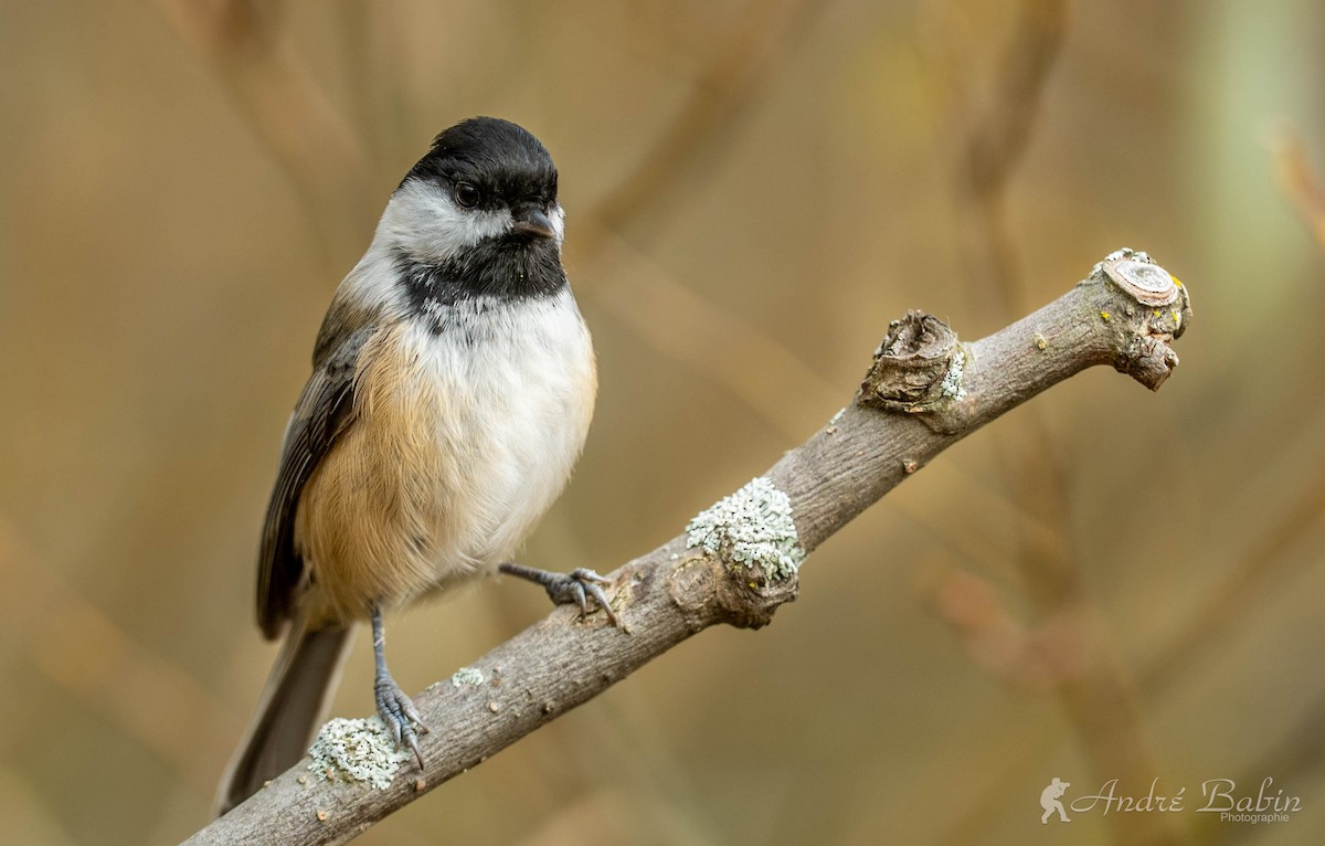 Black-capped Chickadee - ML643592726