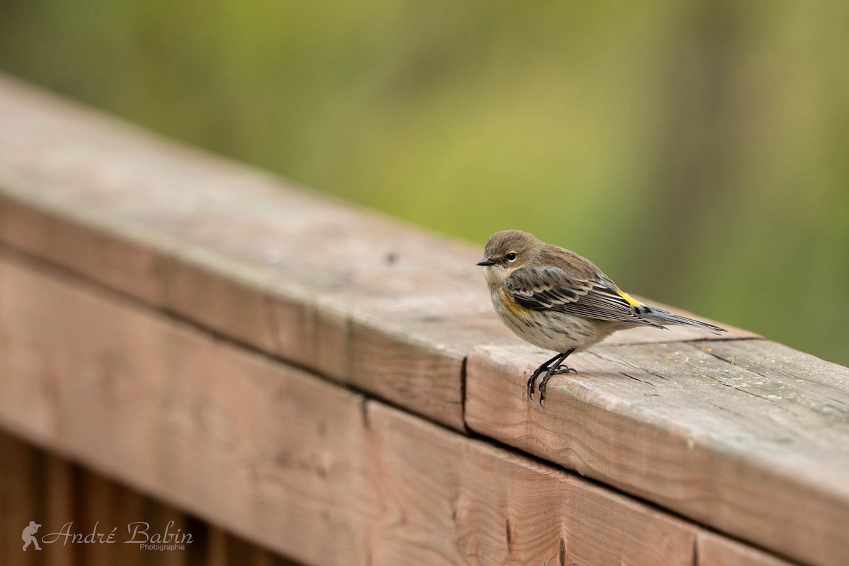 Yellow-rumped Warbler - ML643592730