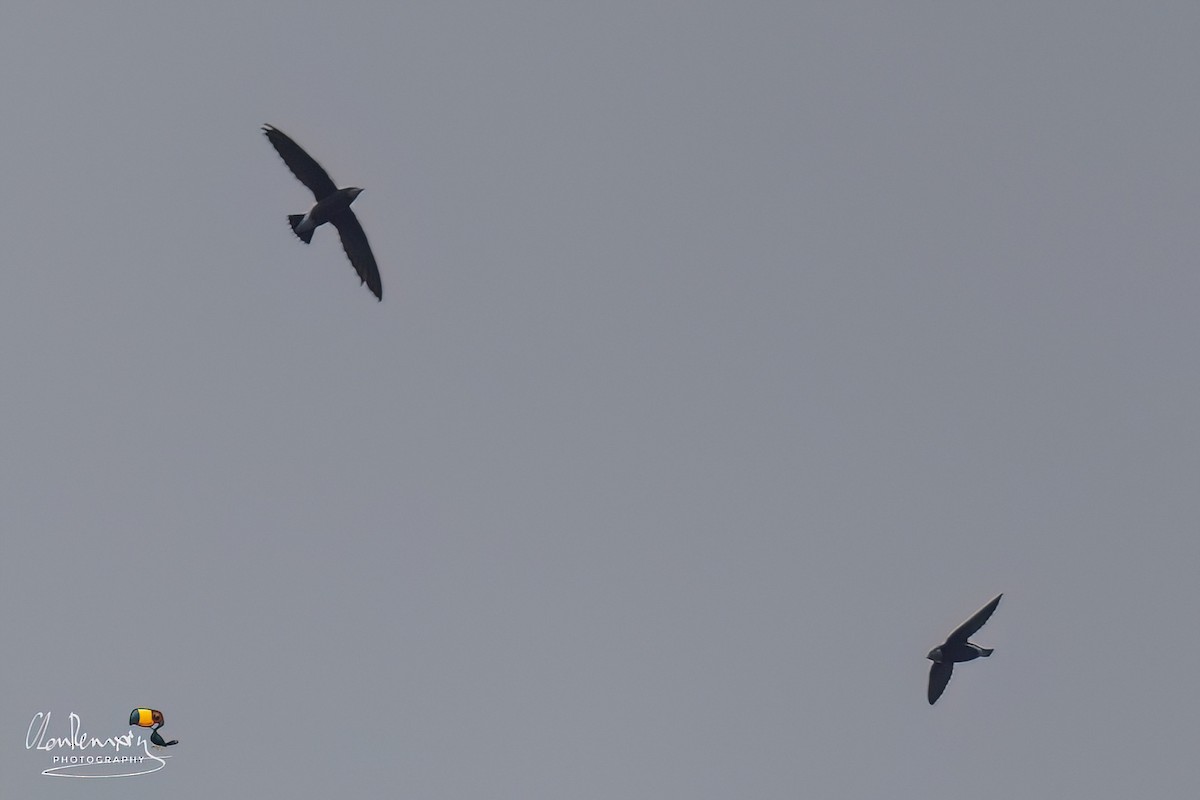 White-throated Needletail - ML643592735