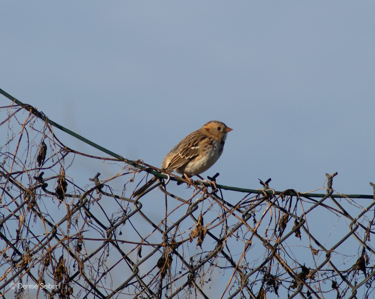Harris's Sparrow - ML643592740