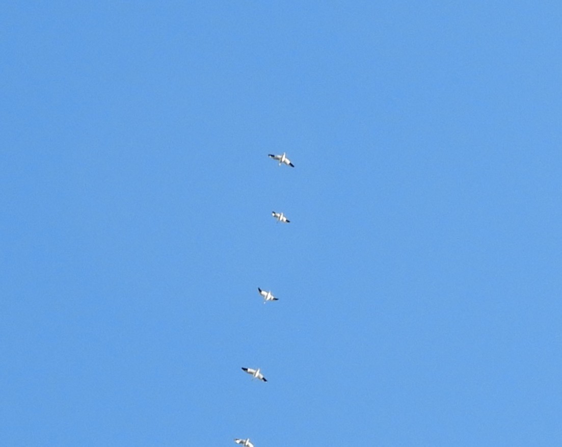 snøgås/eskimogås - ML643592751