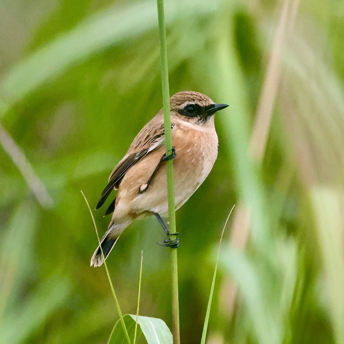 Amur Stonechat - ML643592775