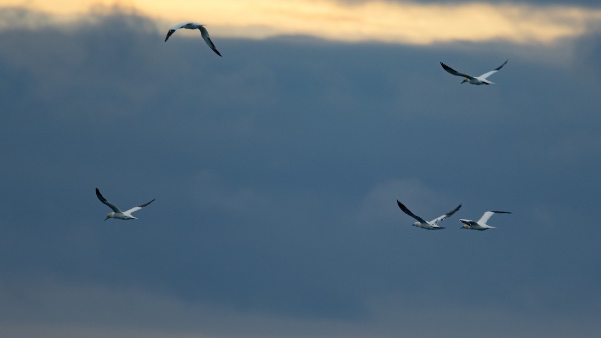 Northern Gannet - ML643592776
