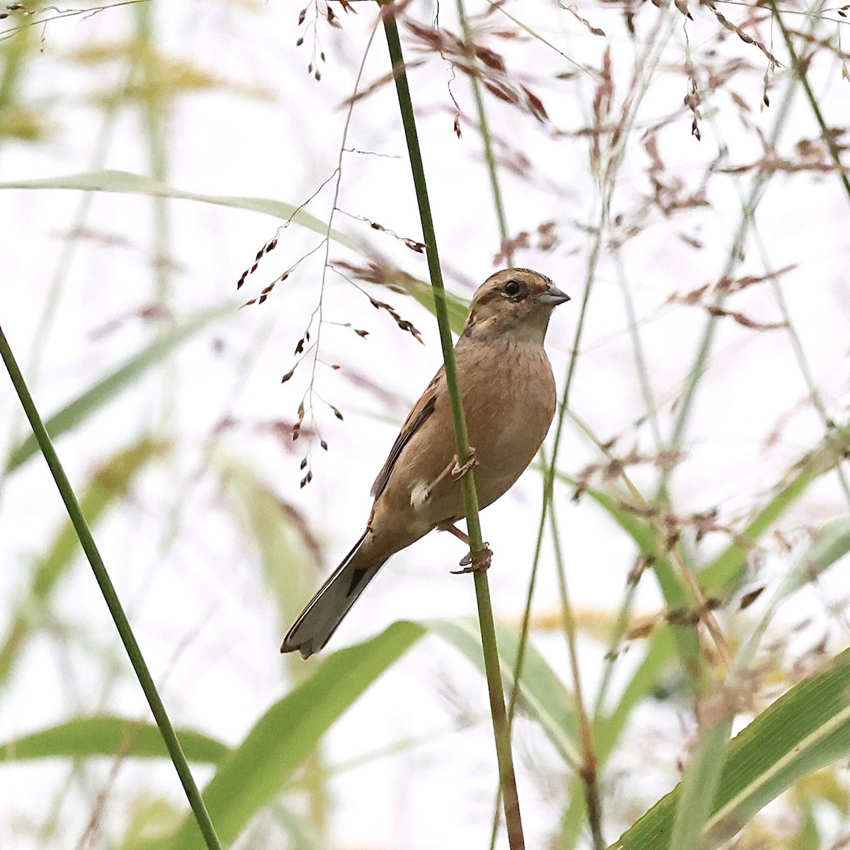 Meadow Bunting - ML643592798