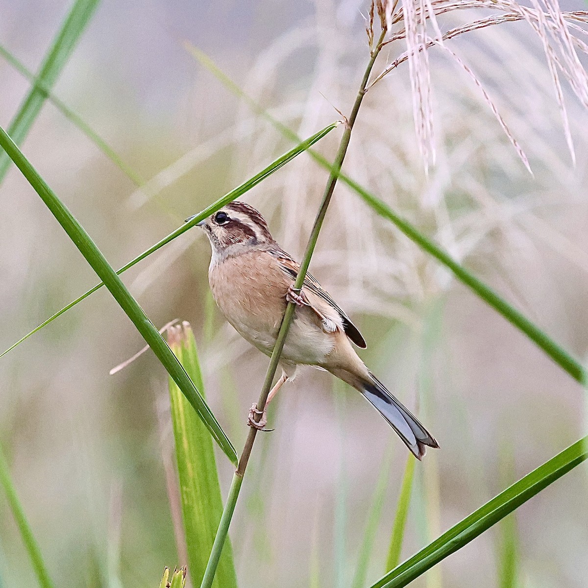 Meadow Bunting - ML643592799