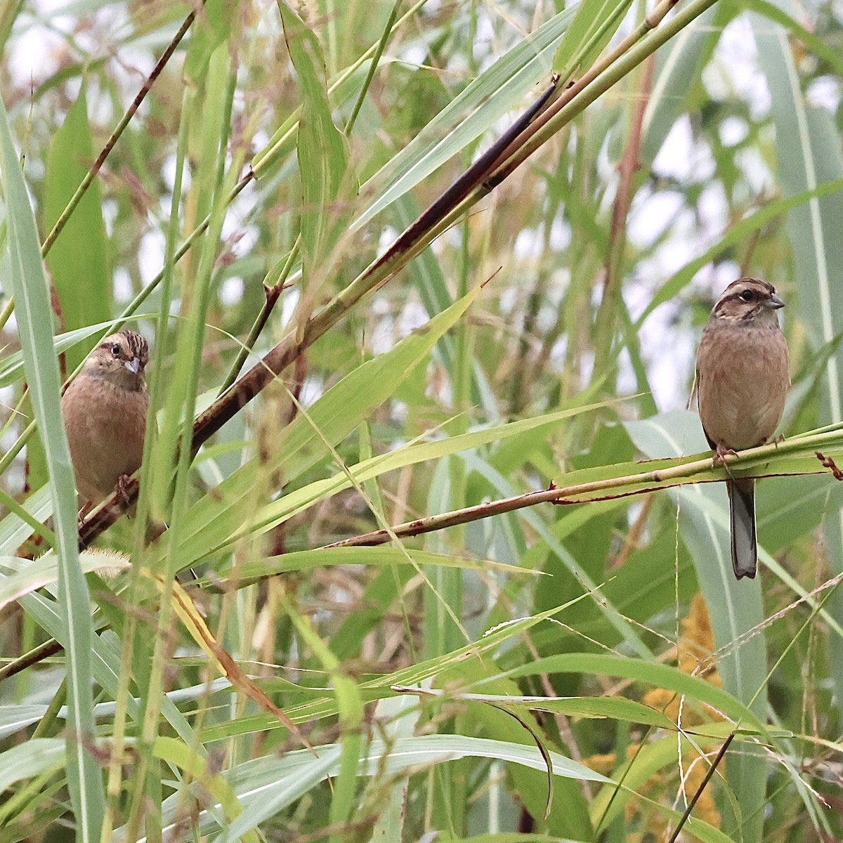 Meadow Bunting - ML643592800