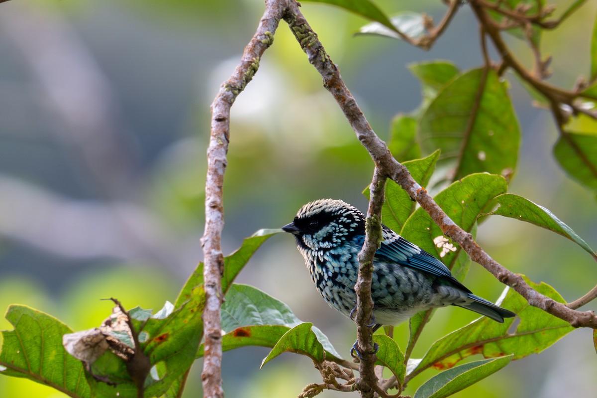 Beryl-spangled Tanager - ML643592810