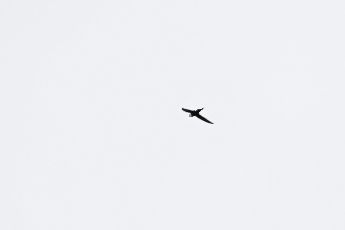 Lesser Swallow-tailed Swift - ML643592829