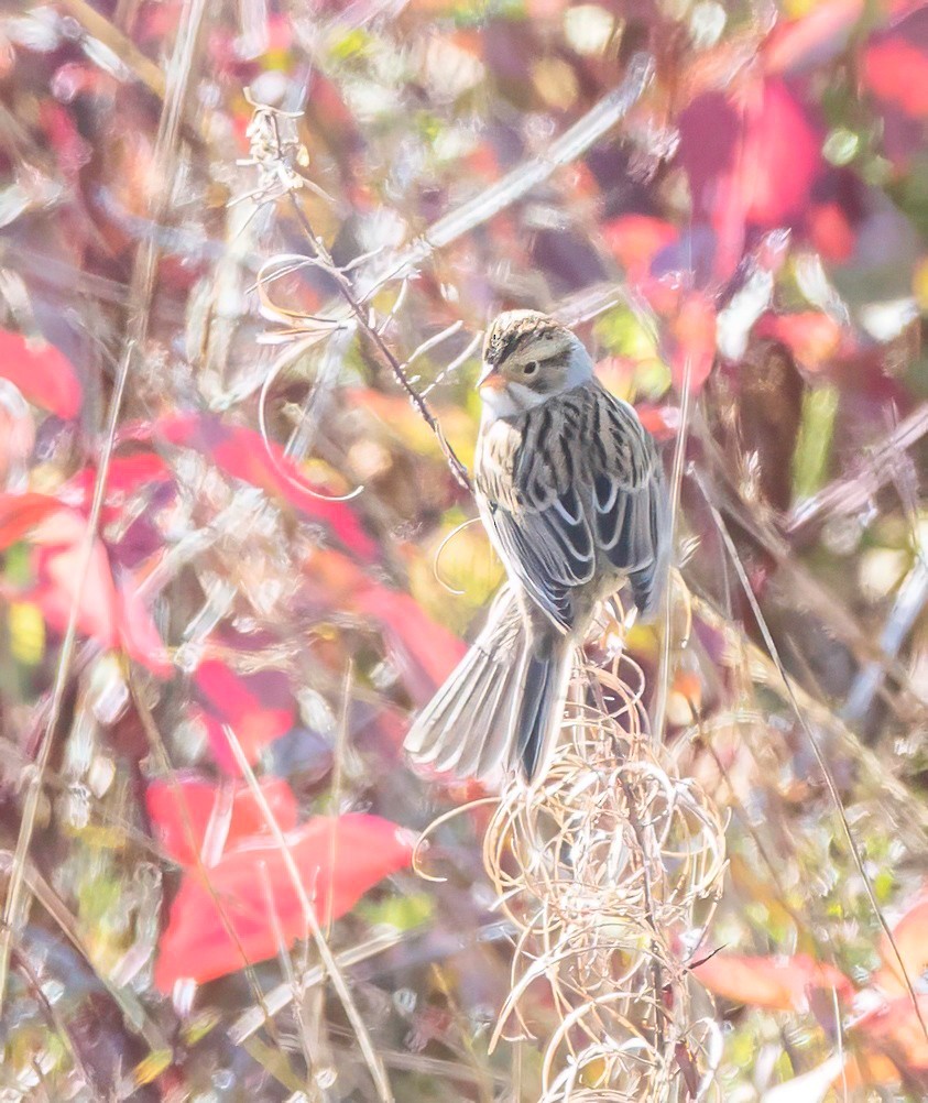 Clay-colored Sparrow - ML643592840