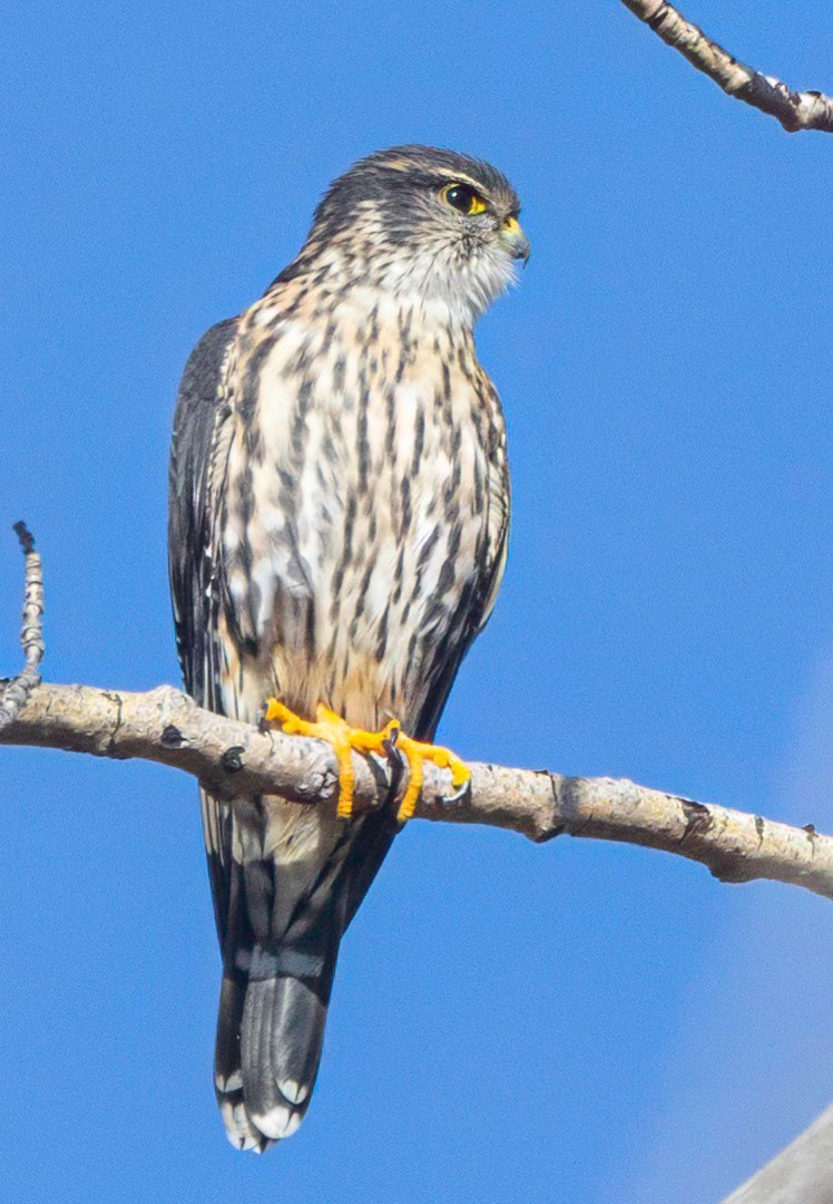 Merlin - ML643592842