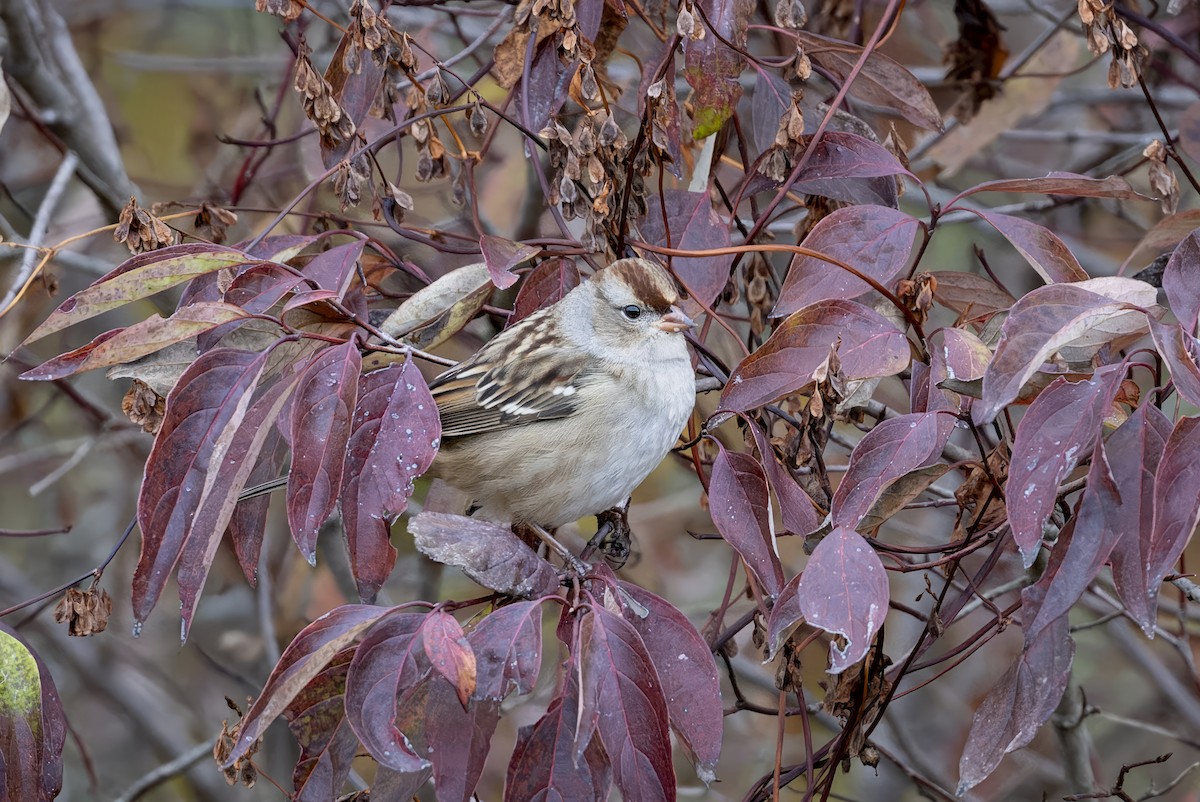 White-crowned Sparrow - ML643592844