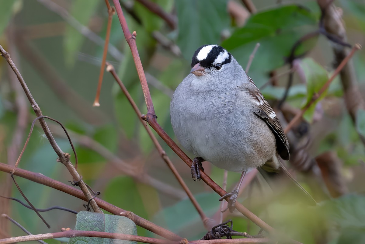 White-crowned Sparrow - ML643592845