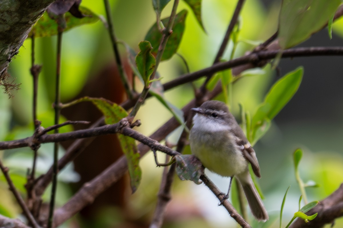 White-throated Tyrannulet - ML643592856