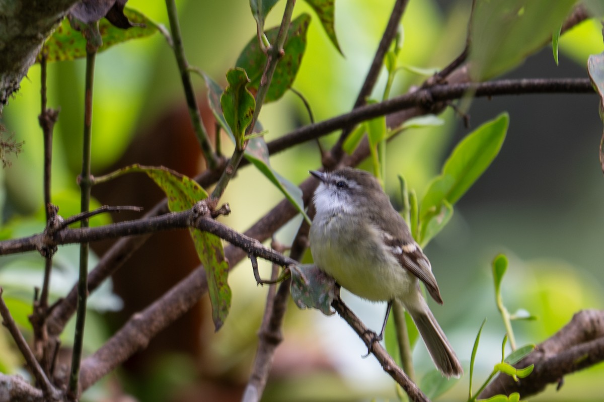 White-throated Tyrannulet - ML643592857